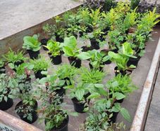 50 super flowering plants/shrubs