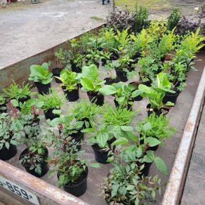 50 super flowering plants/shrubs