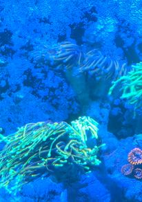coral