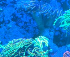 coral