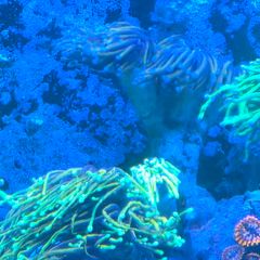 coral