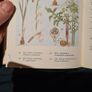 West Africa Lillies And Orchids. By J K. Morton. First Edition. Hardback In Good Condition. WITH 20 FABOLOUS PLATES WITH 80 LILLIES. Image 10
