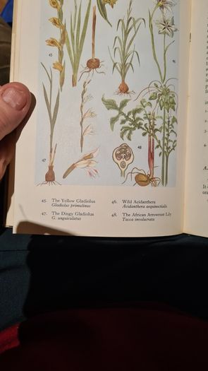 West Africa Lillies And Orchids. By J K. Morton. First Edition. Hardback In Good Condition. WITH 20 FABOLOUS PLATES WITH 80 LILLIES.
