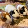 3 Guinea Pigs Image 2
