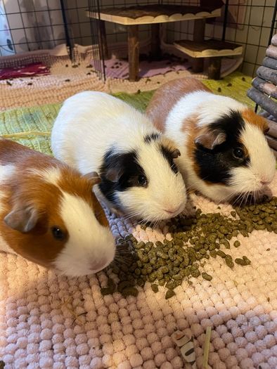 3 Guinea Pigs