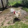 rooster Image 6