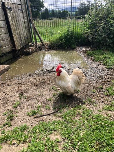rooster