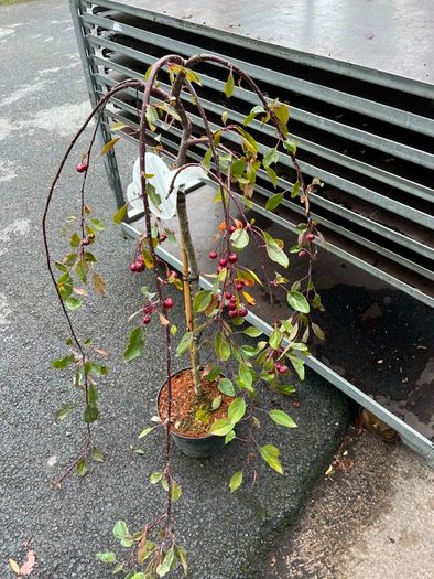 malus royal beauty