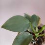 Philodendron Silver Sword lost Variegation Image 7