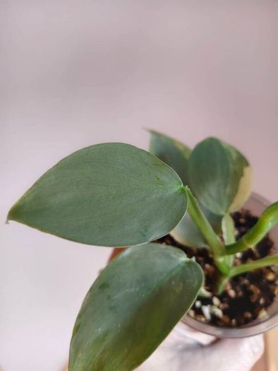 Philodendron Silver Sword lost Variegation