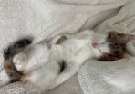 kittens to adopt