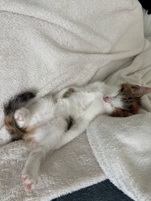 kittens to adopt