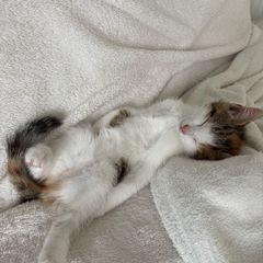 kittens to adopt