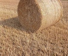 Straw for sale