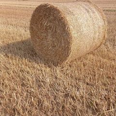 Straw for sale