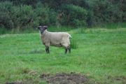 Teaser Rams    For Hire ..... Hire Available !!
