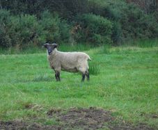 Teaser Rams    For Hire ..... Hire Available !!