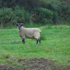 Teaser Rams    For Hire ..... Hire Available !!