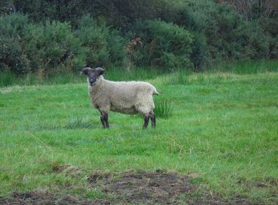 Teaser Rams    For Hire ..... Hire Available !!