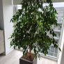 Ficus tree Image 2