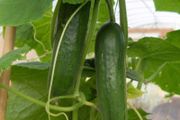 (C) Cucumber Yanez H seeds 0.2g (111183)