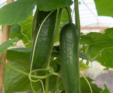 (C) Cucumber Yanez H seeds 0.2g (111183)