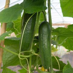 (C) Cucumber Yanez H seeds 0.2g (111183)