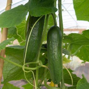 (C) Cucumber Yanez H seeds 0.2g (111183)