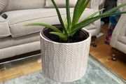 Aloe Vera plant