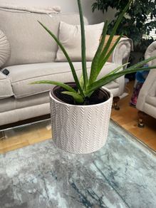 Aloe Vera plant