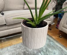 Aloe Vera plant