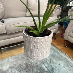 Aloe Vera plant