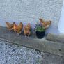 Hatching Eggs - Buff Orpington Image 2