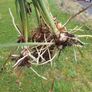 Crocosmia Image 6