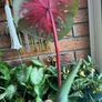 Big red leaf caladium Image 3