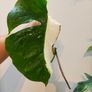 No.79 Monstera Albo Fresh cutting Image 7