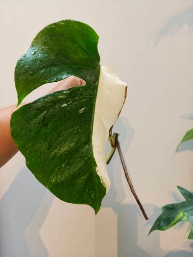 No.79 Monstera Albo Fresh cutting