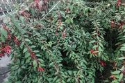 Fuchsia plants