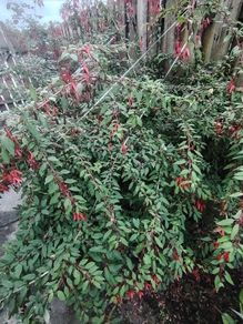 Fuchsia plants
