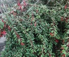 Fuchsia plants