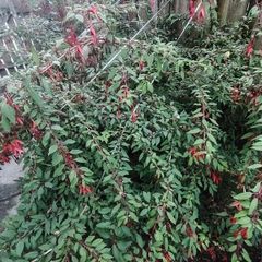 Fuchsia plants