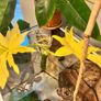 Philodendron Warscewiczii Aurea Flavum Image 2