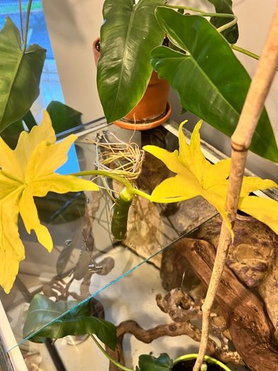 Philodendron Warscewiczii Aurea Flavum