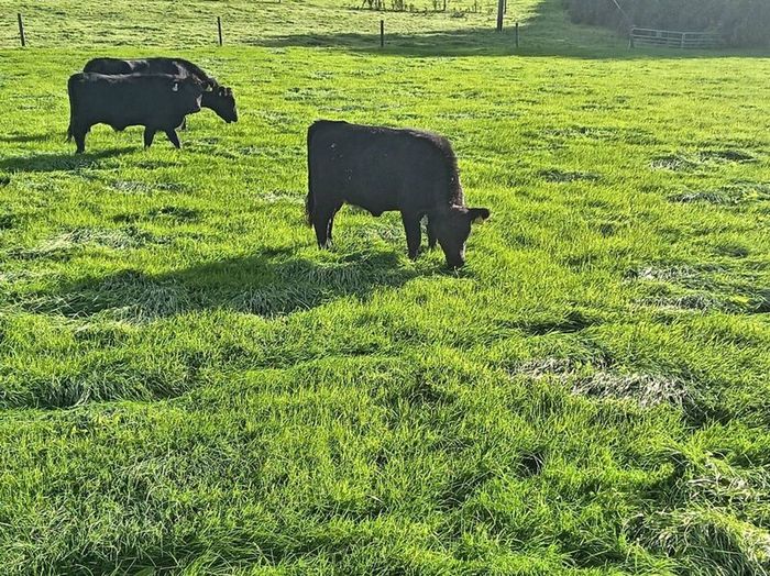 Dexter heifers and bulls