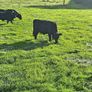 Dexter heifers and bulls Image 10