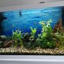 aquariums Image 3