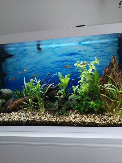 aquariums