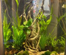 fish tank