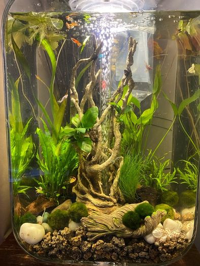 fish tank