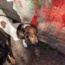 dog Image 4